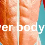 lower body fat