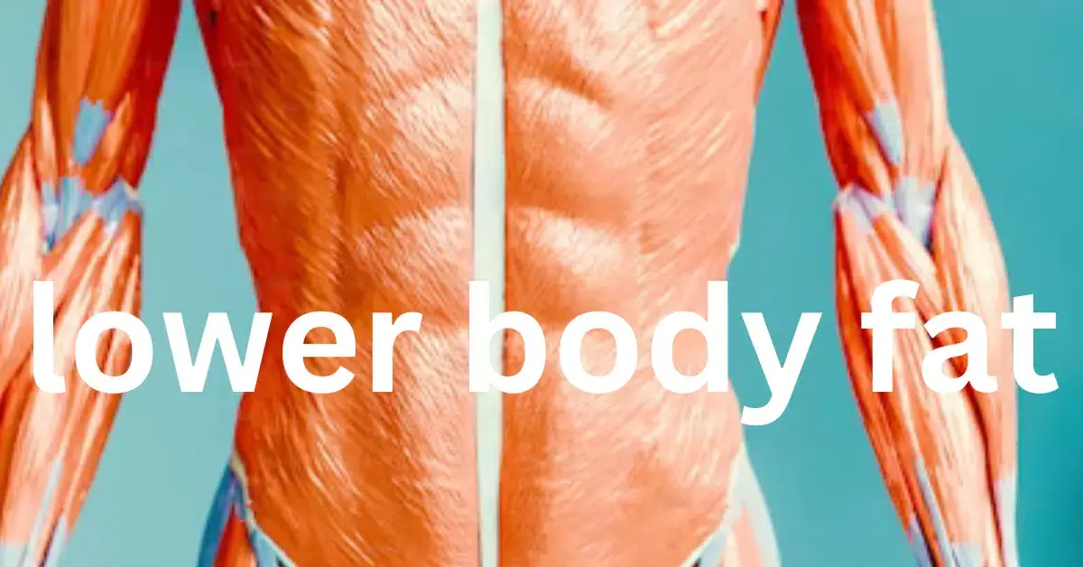 lower body fat